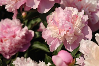 Photo of Wonderful fragrant pink peonies outdoors, closeup view