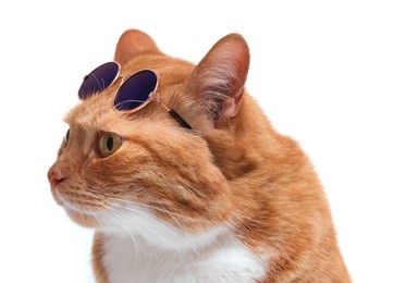 Cute ginger cat with stylish sunglasses on white background