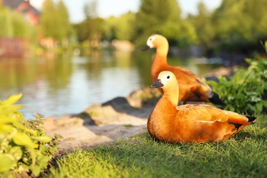 Photo of Beautiful ruddy shelducks sitting on grass near pond, space for text