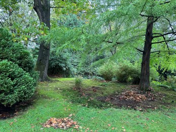 Photo of Green grass, bright moss and other beautiful plants in park
