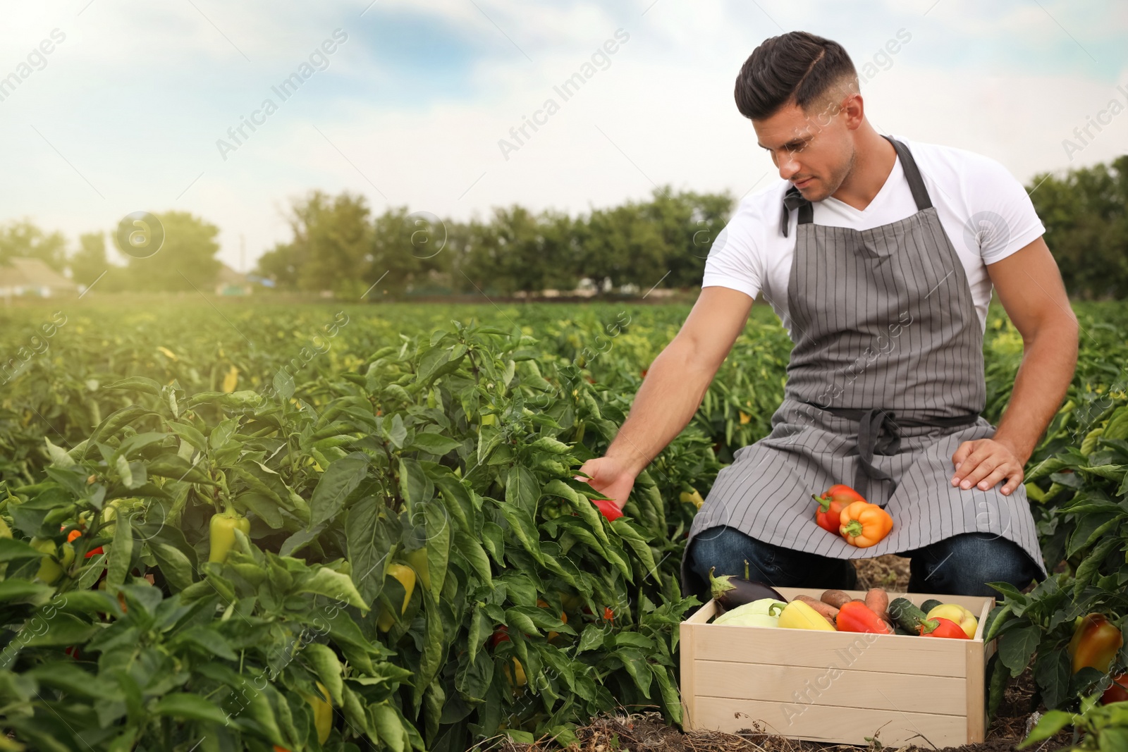 Photo of Farmer taking bell pepper from bush in field. Harvesting time