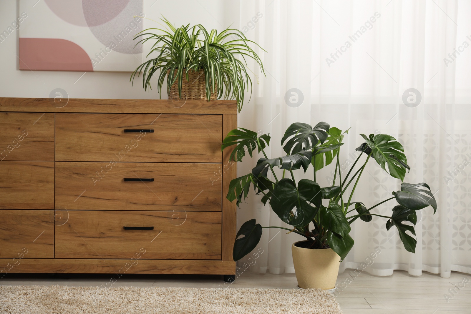 Photo of Room interior with green houseplants in pots and wooden dresser