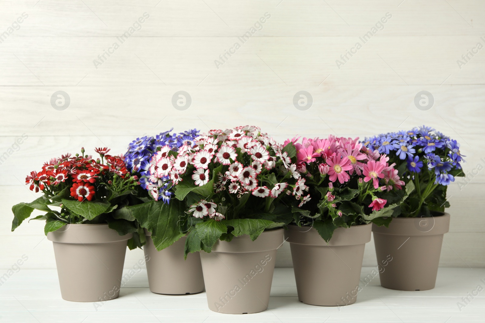 Photo of Different cineraria plants in flower pots on white table