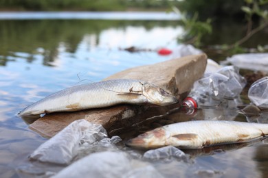 Photo of Dead fishes among trash in river. Environmental pollution concept