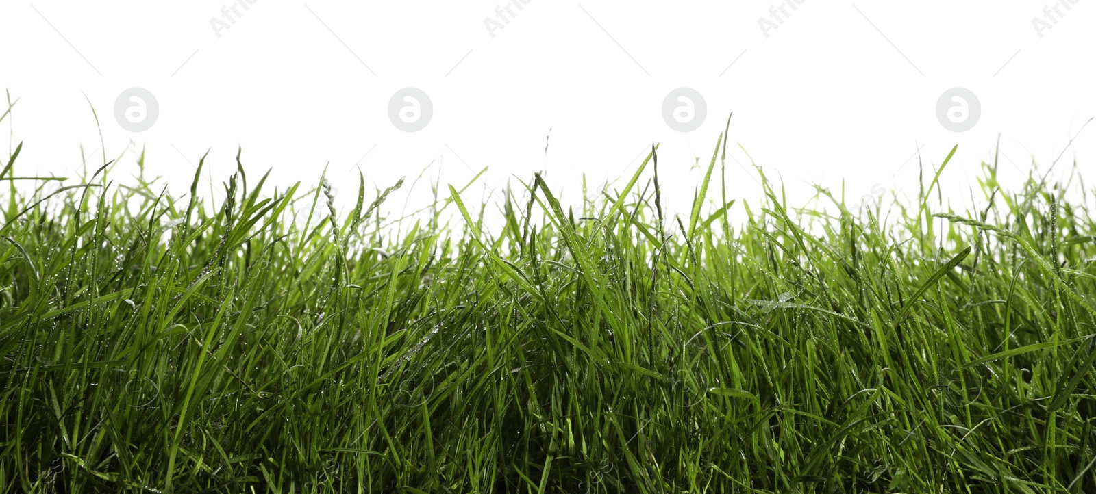 Photo of Beautiful lush green grass on white background