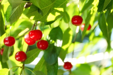 Tasty ripe cherries on tree branch outdoors, closeup