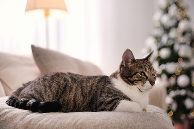 Cute cat in room decorated for Christmas