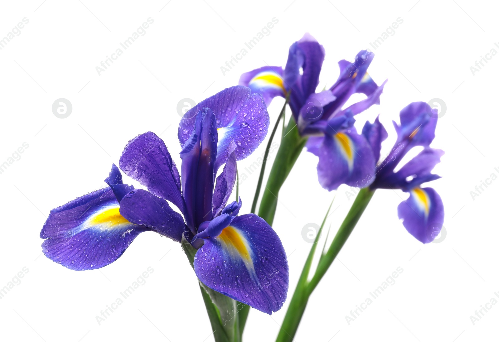 Photo of Beautiful violet iris flowers with water drops isolated on white