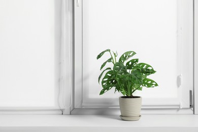 Photo of Window with blinds and potted Epipremnum plant on sill indoors