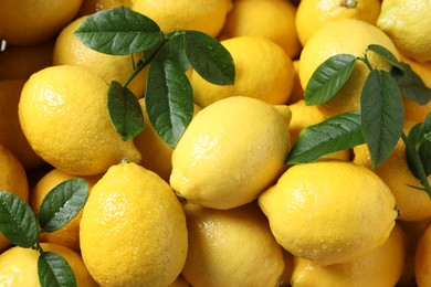 Fresh lemons and green leaves with water drops as background, top view