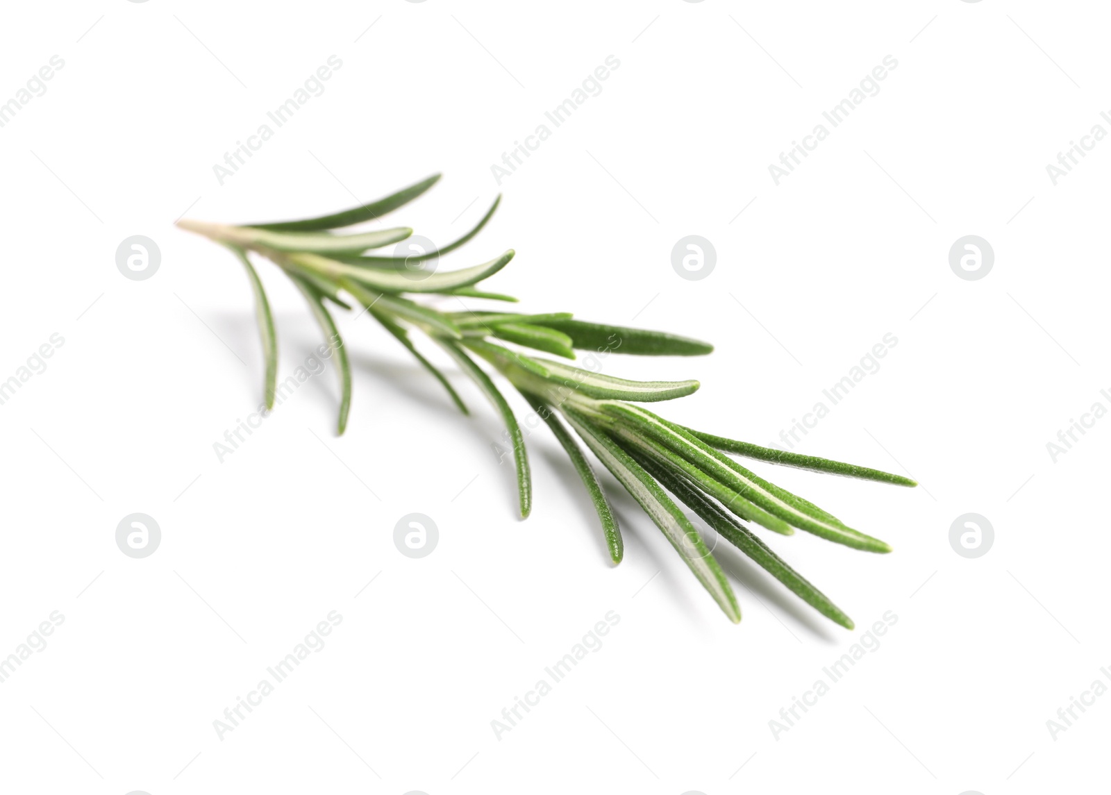 Photo of Sprig of fresh rosemary isolated on white