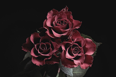 Photo of Beautiful roses on black background. Floral card design with dark vintage effect