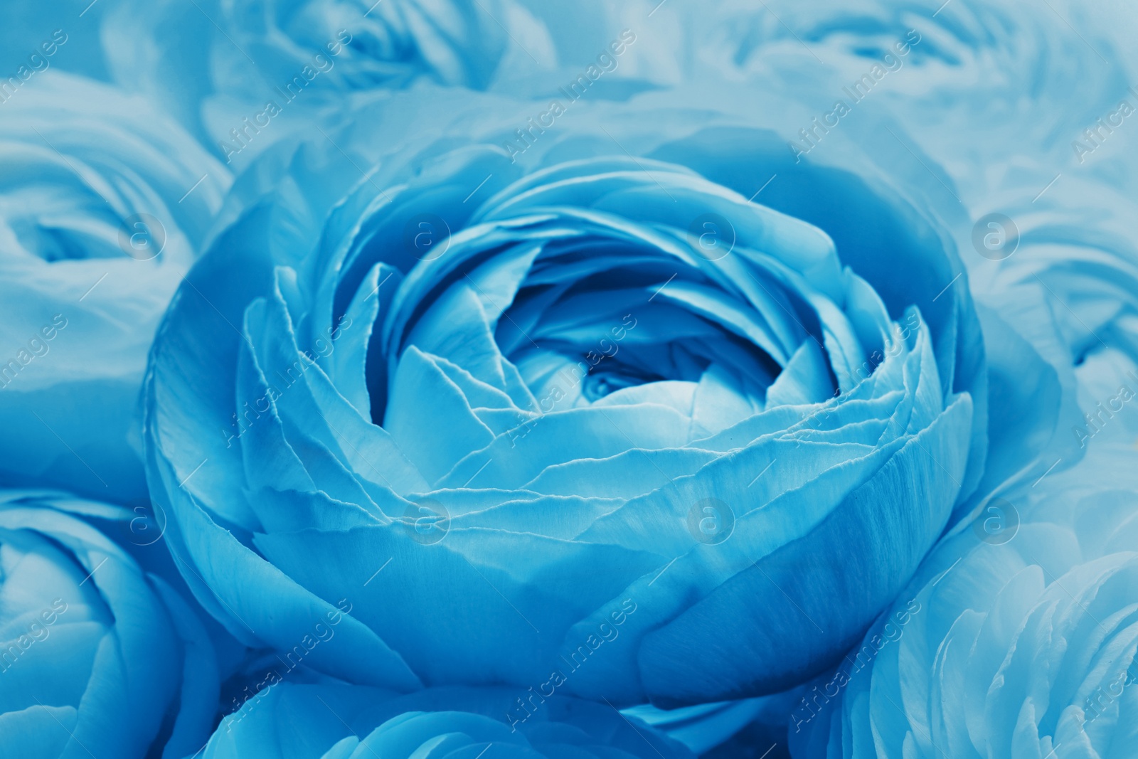 Image of Beautiful light blue ranunculus flowers as background, closeup