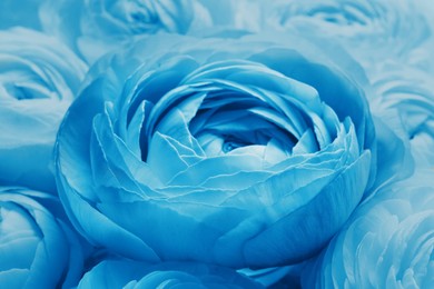 Image of Beautiful light blue ranunculus flowers as background, closeup