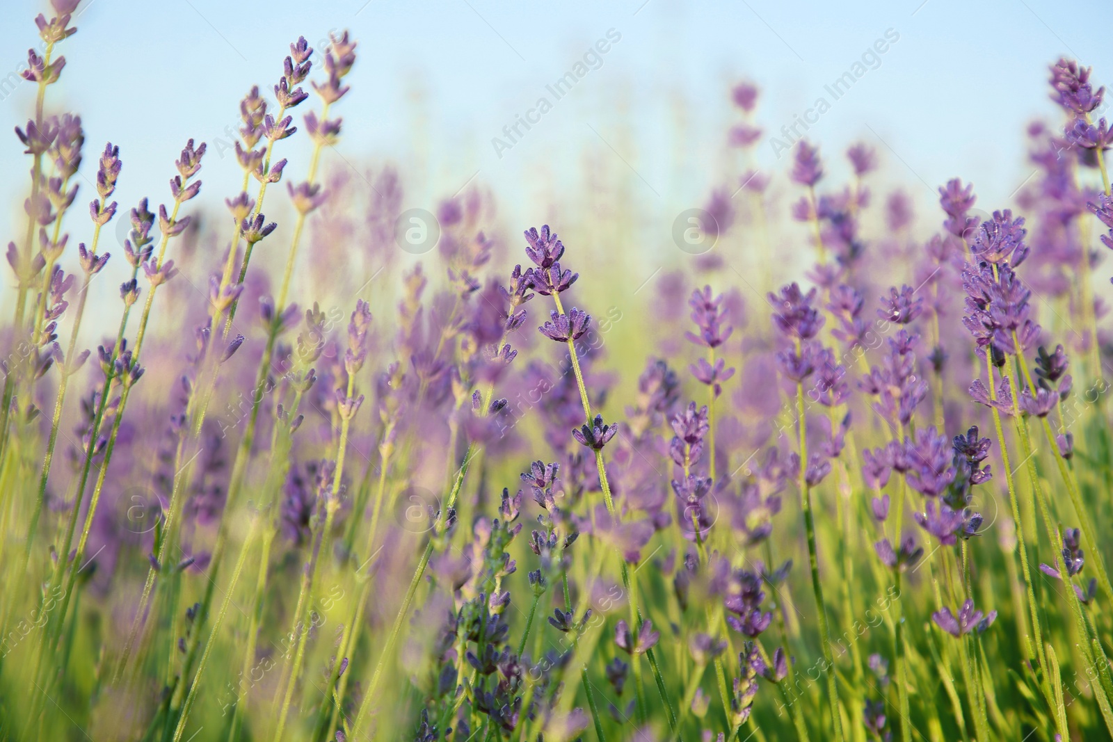 Photo of Beautiful blooming lavender growing in field, closeup