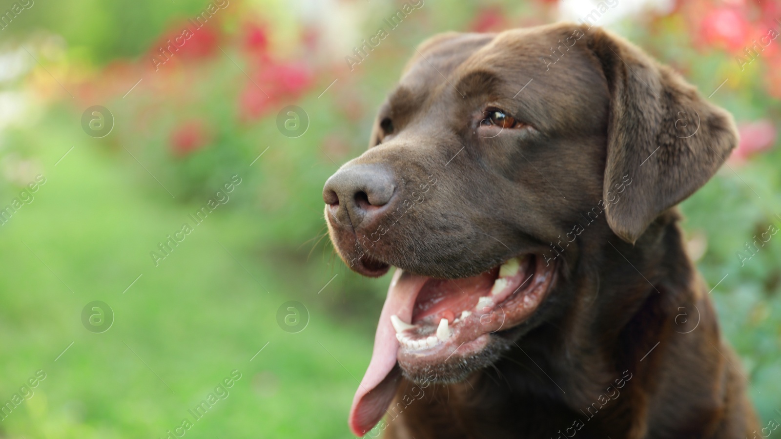 Photo of Funny Chocolate Labrador Retriever near flowers in green summer park