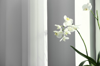 Photo of Branches with beautiful orchid flowers near window, space for text