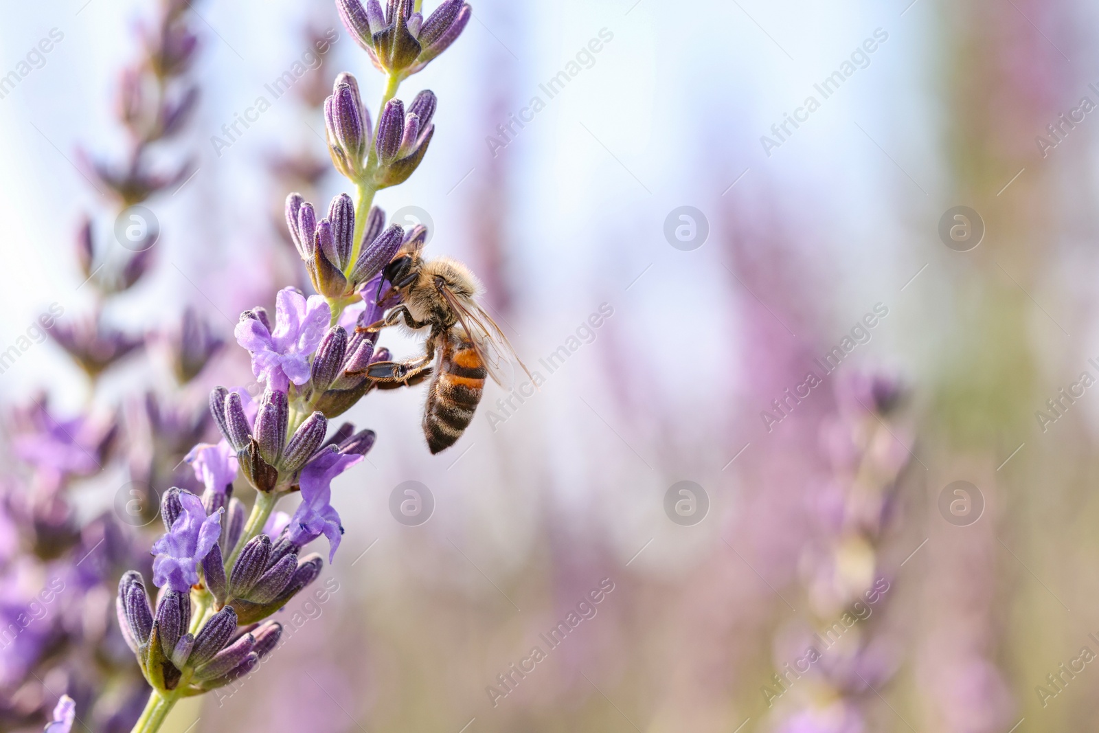 Photo of Honeybee collecting nectar from beautiful lavender flower outdoors, closeup. Space for text