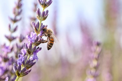 Honeybee collecting nectar from beautiful lavender flower outdoors, closeup. Space for text