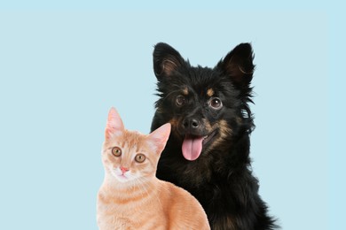 Happy pets. Cute long haired dog and tabby cat on pale light blue background
