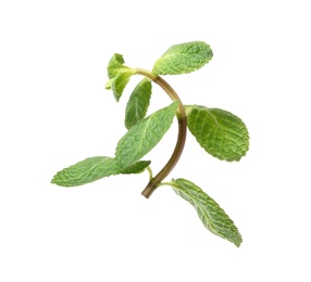 Twig of fresh mint isolated on white