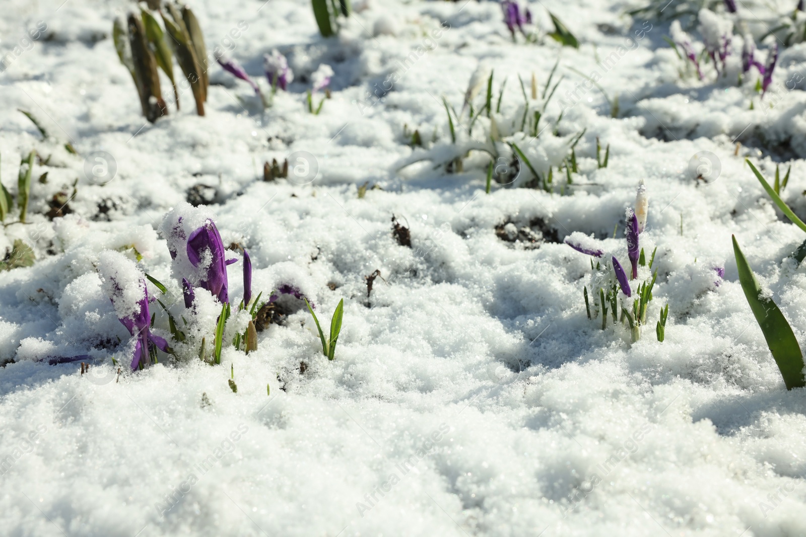 Photo of Beautiful spring crocus growing through snow outdoors on sunny day