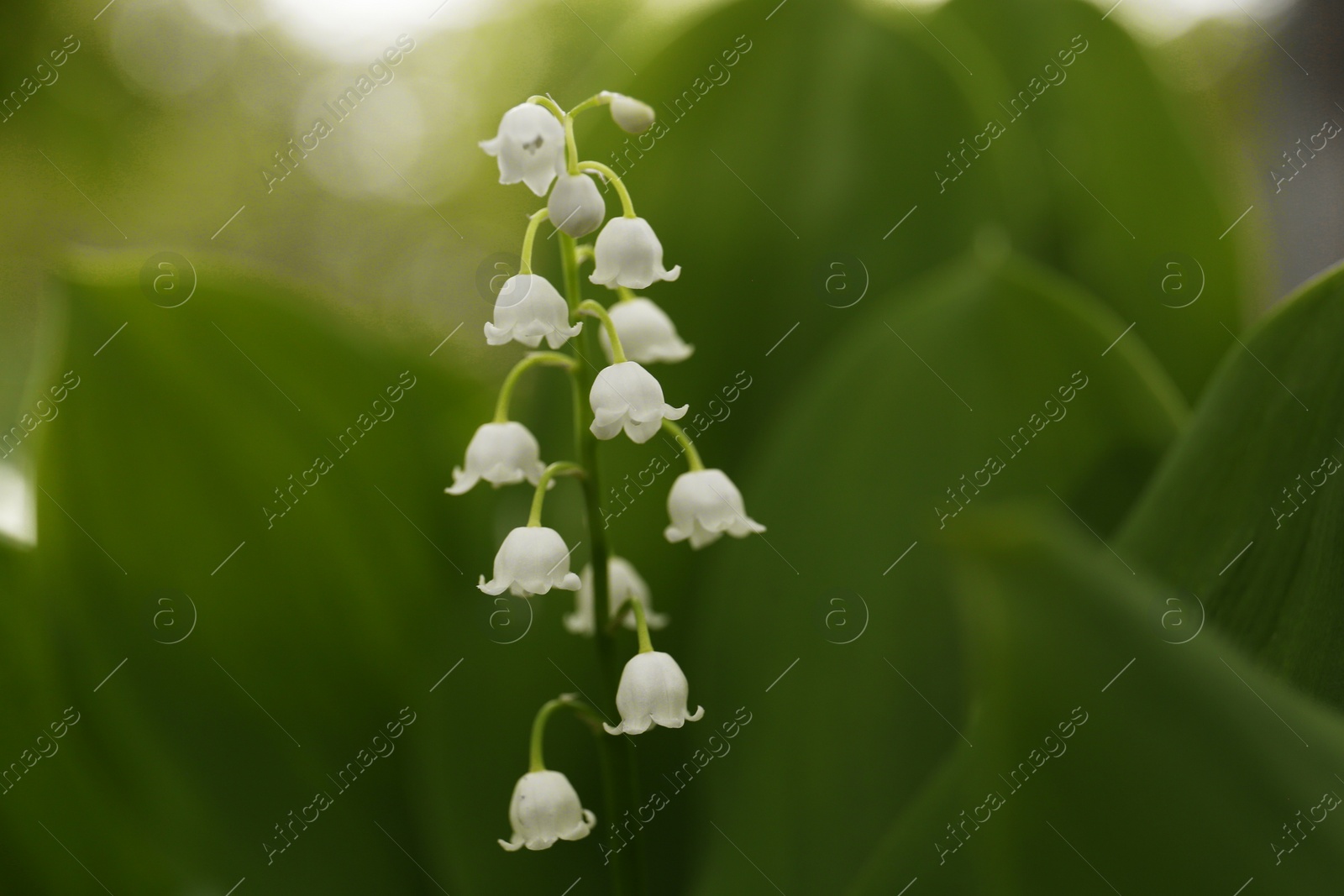 Photo of Beautiful lily of the valley flower on blurred background, closeup