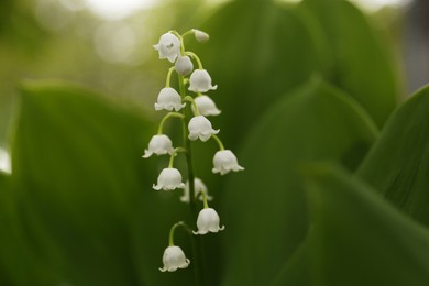 Photo of Beautiful lily of the valley flower on blurred background, closeup