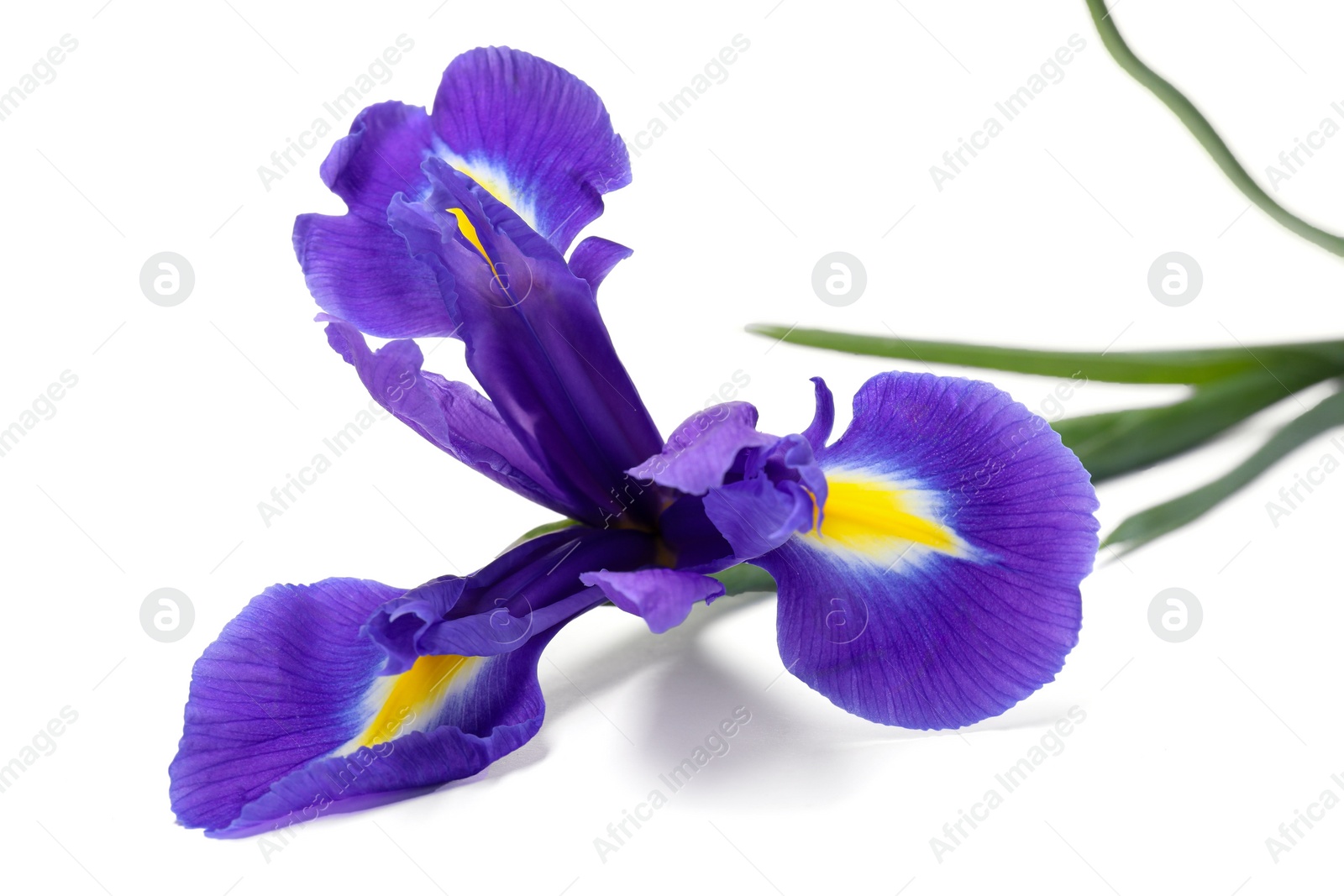 Photo of Beautiful violet iris flower isolated on white