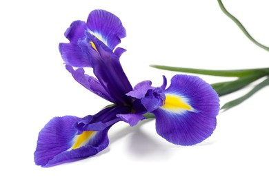 Beautiful violet iris flower isolated on white