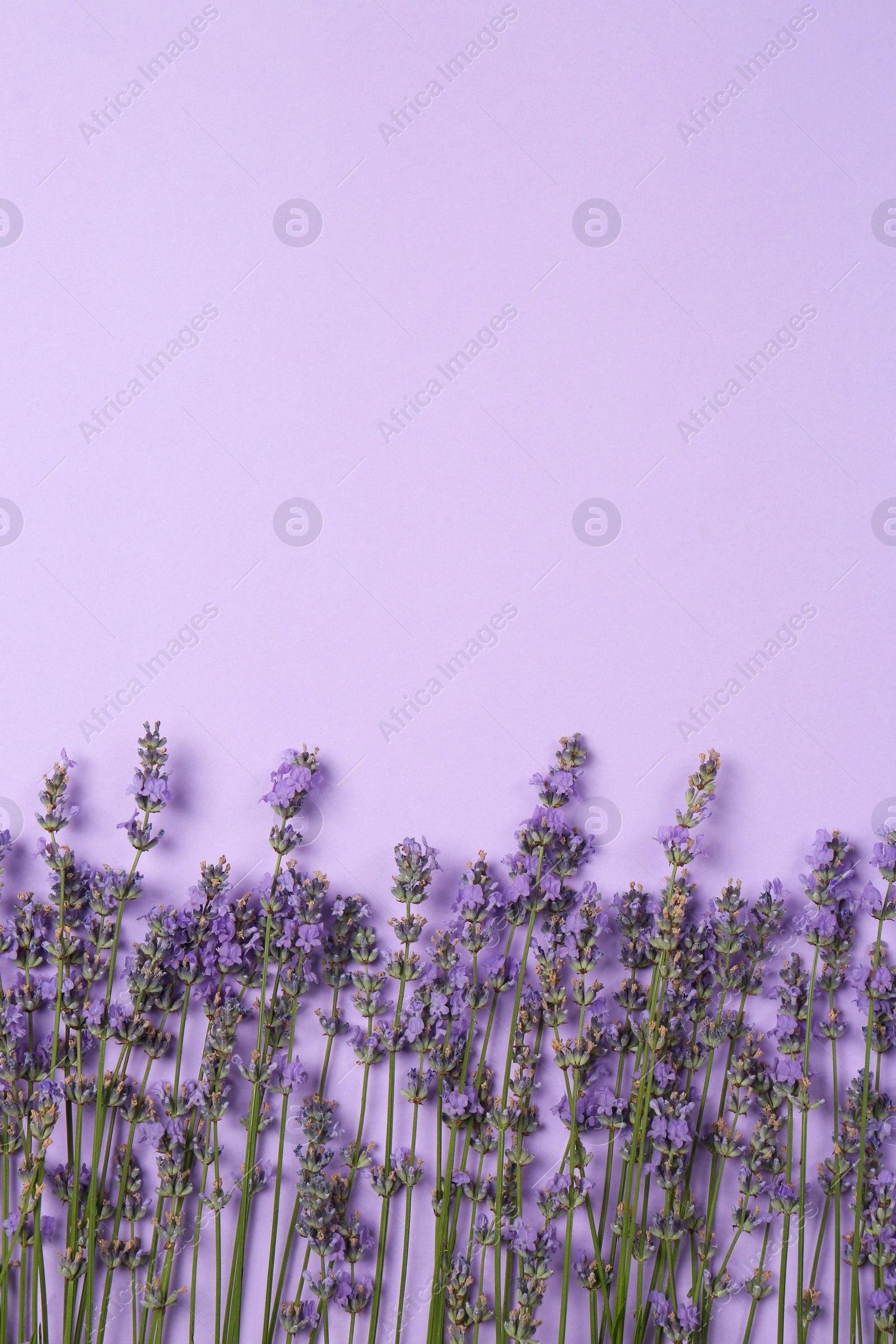 Photo of Flat lay composition with beautiful lavender flowers on violet background, space for text