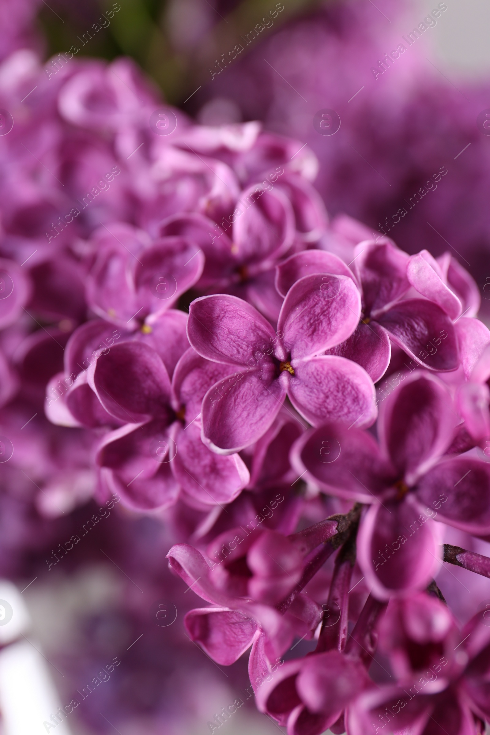 Photo of Beautiful blooming lilac flowers on blurred background, closeup