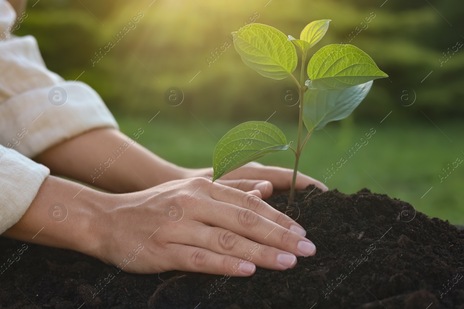 Photo of Woman planting tree seedling in soil outdoors, closeup