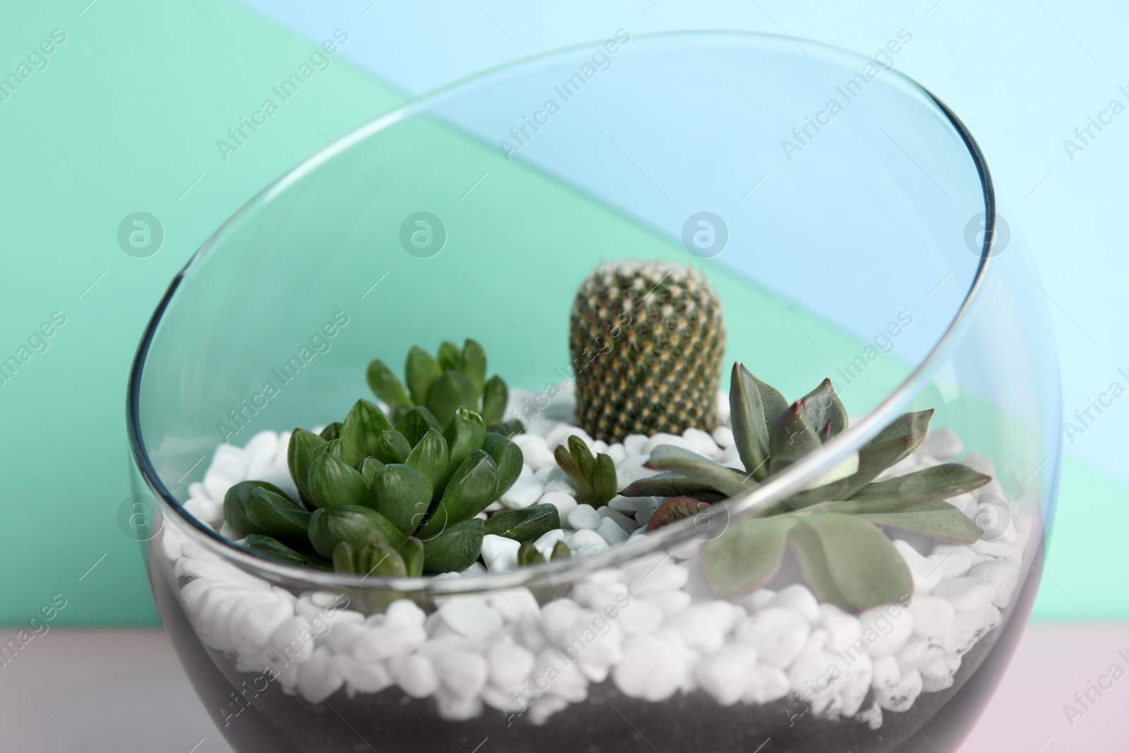 Photo of Glass florarium with different succulents on color background, closeup