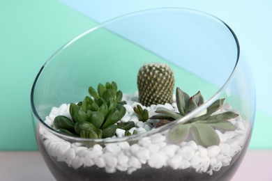 Photo of Glass florarium with different succulents on color background, closeup