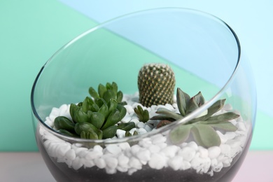 Glass florarium with different succulents on color background, closeup