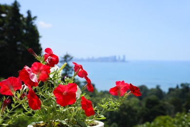 Photo of Beautiful red flowers in pot outdoors on sunny day, space for text