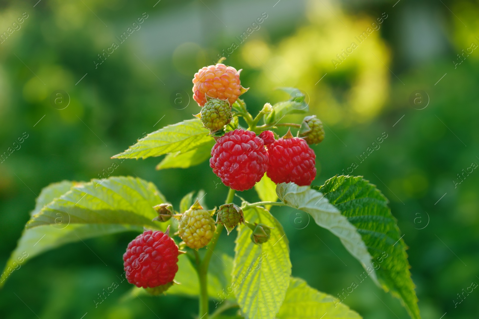 Photo of Beautiful raspberry branch with ripening berries in garden, closeup