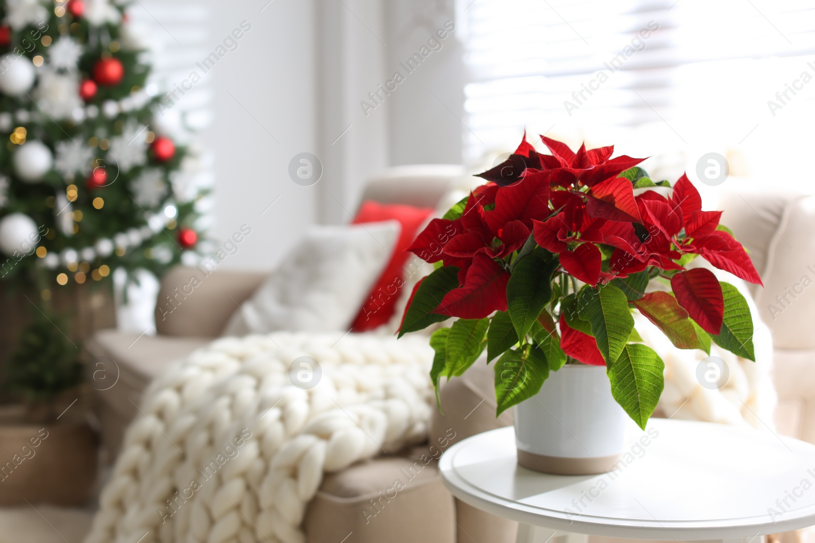 Photo of Beautiful poinsettia on white table indoors, space for text. Traditional Christmas flower