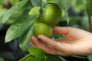 Photo of Woman picking ripe lemon from branch outdoors, closeup