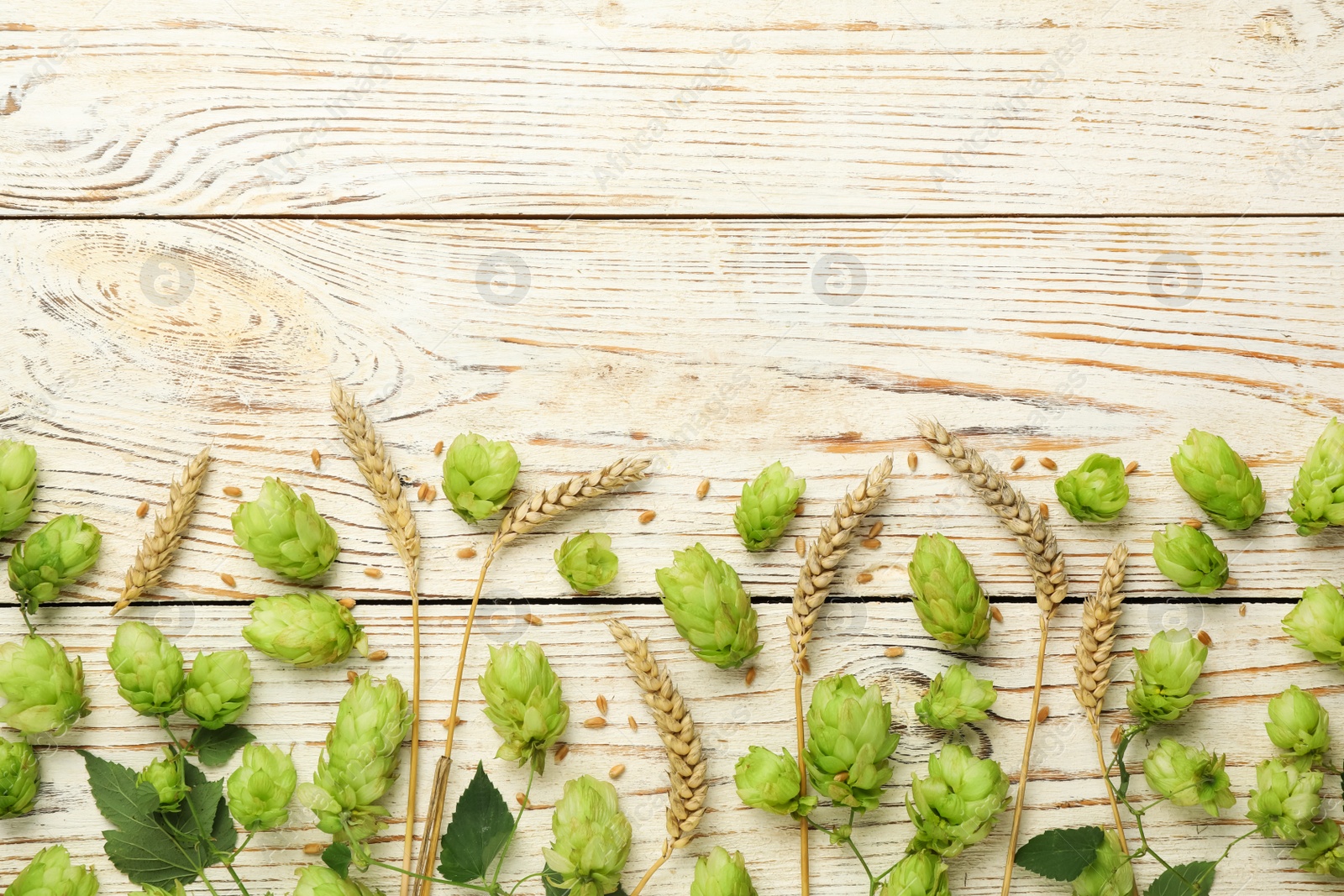 Photo of Flat lay composition with fresh green hops and wheat ears on white wooden table, space for text