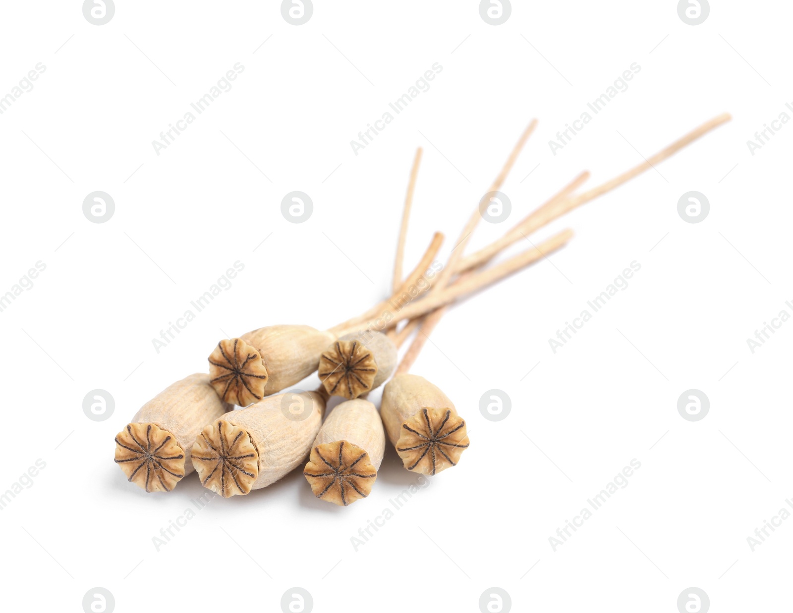 Photo of Dry poppy heads with seeds on white background