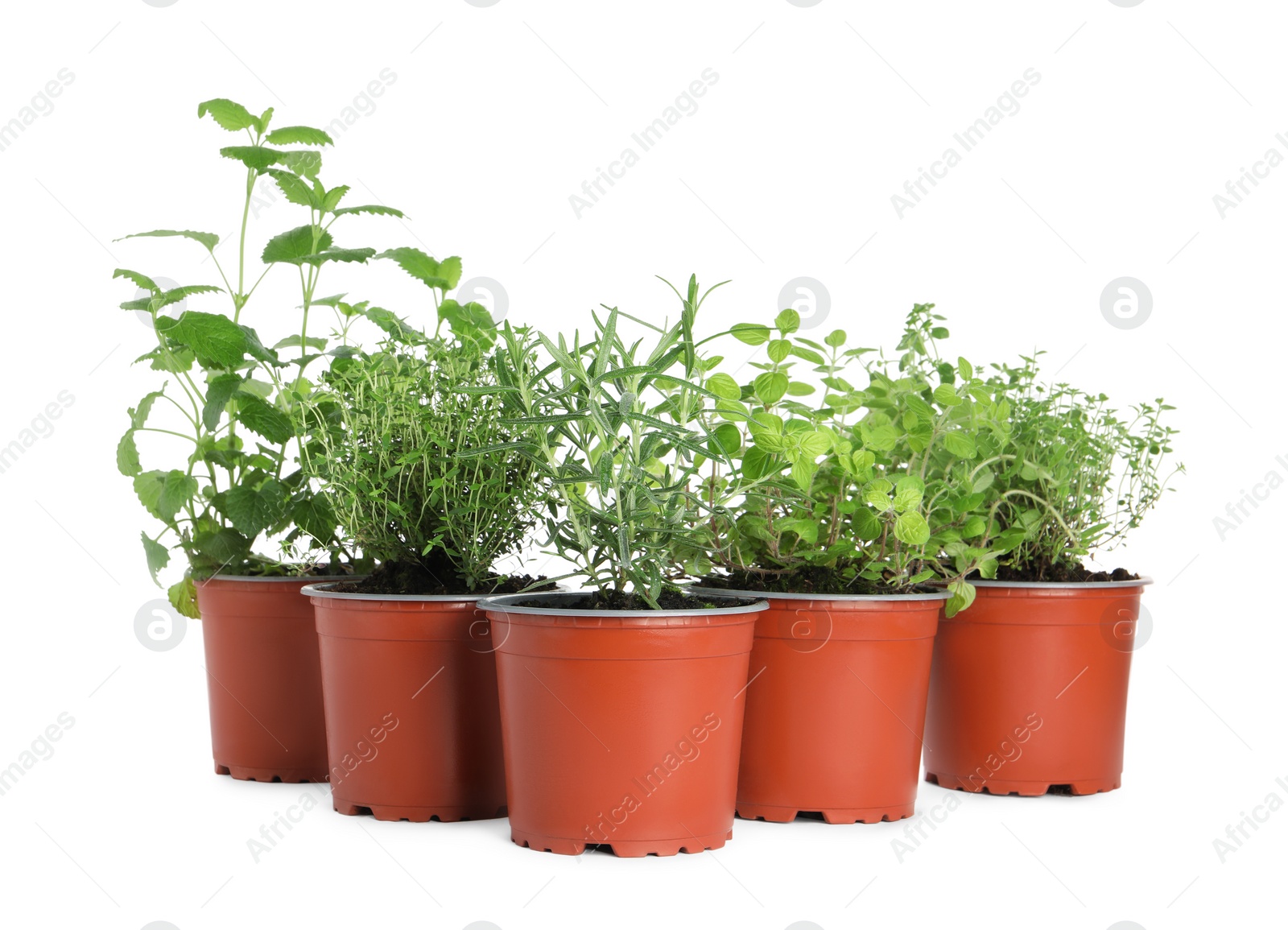 Photo of Different aromatic potted herbs on white background