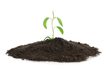 Photo of Young seedling in fertile soil on white background