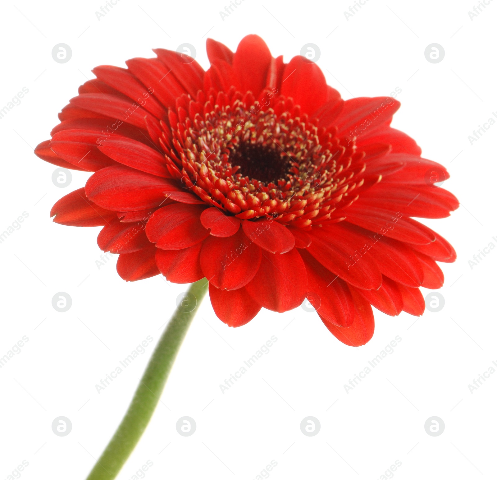 Photo of Beautiful red gerbera flower on white background