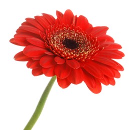 Photo of Beautiful red gerbera flower on white background