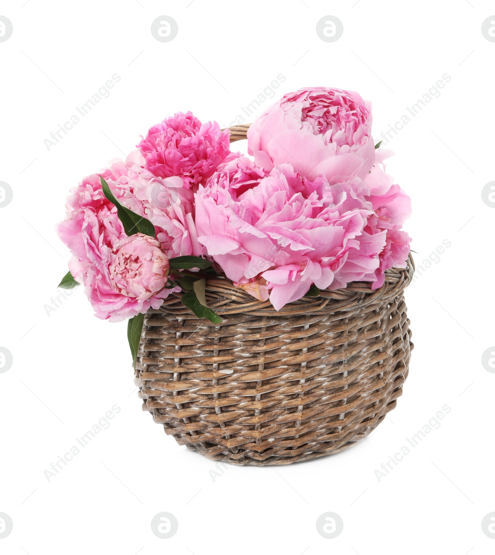 Photo of Beautiful peonies in wicker basket isolated on white