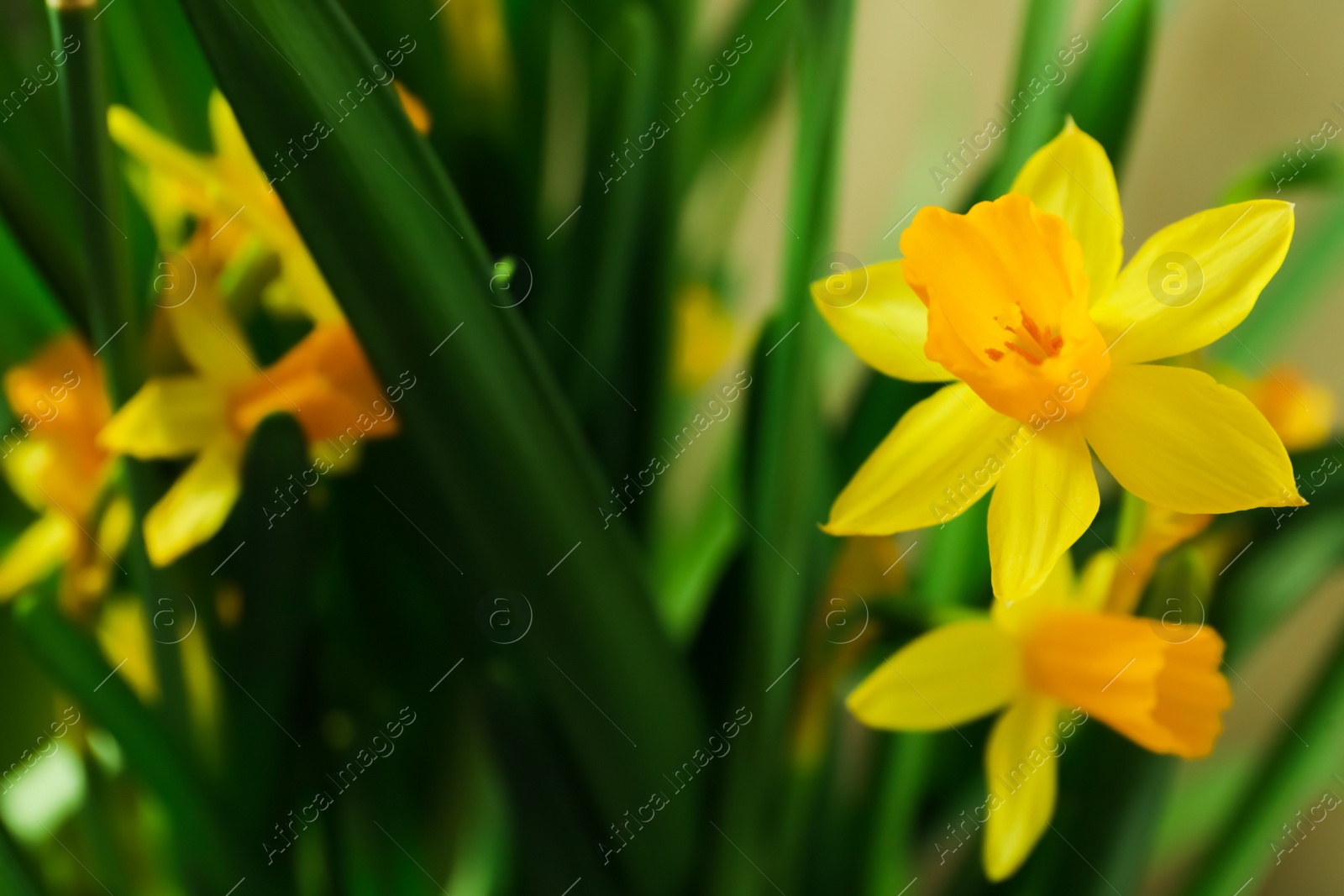 Photo of Beautiful yellow narcissi, closeup view. Space for text