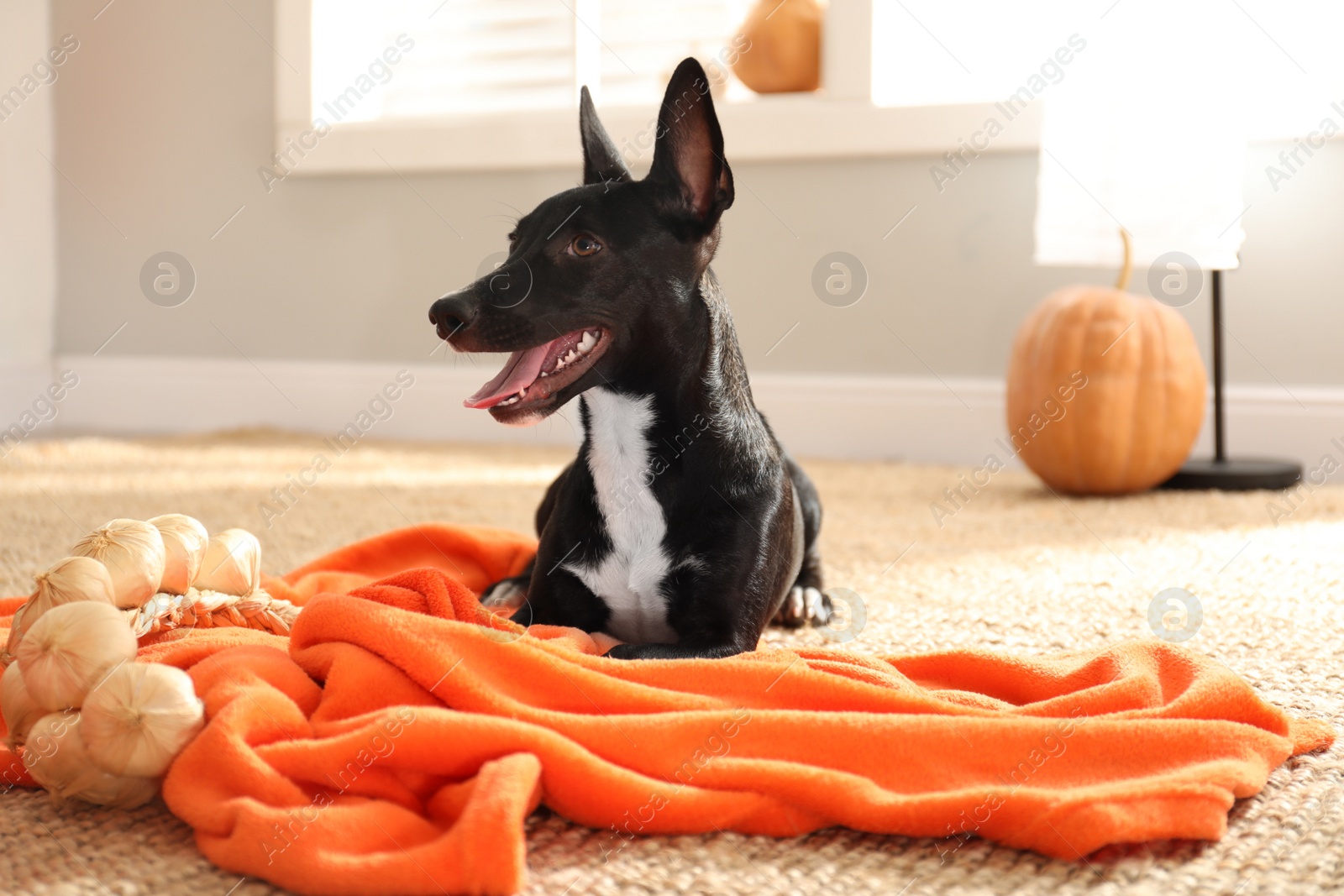 Photo of Cute black dog with orange blanket on floor indoors. Halloween celebration