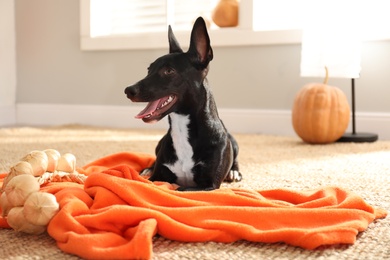 Photo of Cute black dog with orange blanket on floor indoors. Halloween celebration